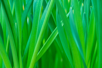 Fototapeta na wymiar The leaves of the tulip.Concept for blurred green background.