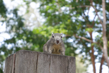 Feeding the squirrels on the trees