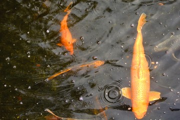 peces naranjas en un estanque