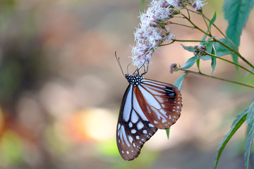 フジバカマの花の蜜を吸うアサギマダラ