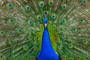 Obraz premium peacock