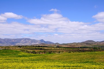 Spring flowers in field with the Sierra de Maria mountains to the rear, Puertecico, Spain.