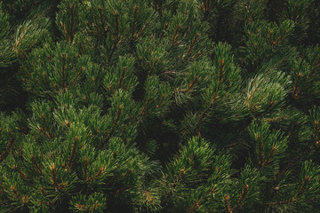 Green pine branches background. Wallpaper.