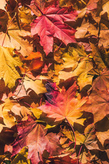 Maple leaves in the autumn forest at the morning at dawn.  Background. Top view. Indian summer. Vertical ratio