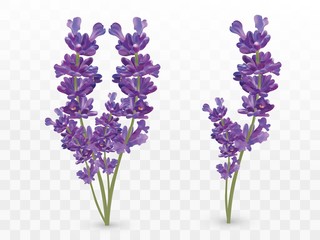 Bündeln Sie schöne violette Blumen. Lavendel auf transparentem Hintergrund isoliert. Duftender Strauß Lavendel. Zartes Lavendelbouguet. Vektor-Illustration
