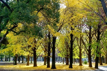 Naklejka premium 黄色く染まった蘆花公園のイチョウ