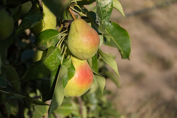 Ripe pears on tree branch harvest 2019