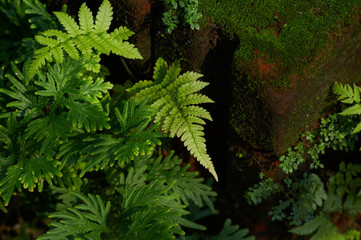Fresh green fern leaves and moss in garden