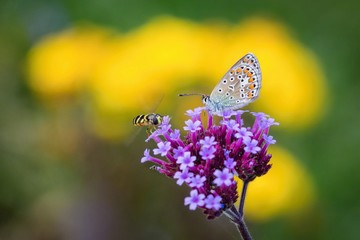 Fragile tiny common blue butterfly and a fly sitting on purple flower. Blurry yellow and green background.