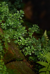 Close-up view little green plant with moss that decorated in the garden
