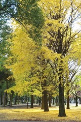 Naklejka premium 黄色く色付いた蘆花公園のイチョウ