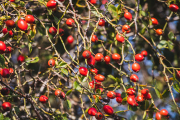 Bush of red rose hip. Dog rose with ripe berry fruit. 