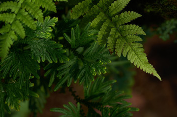 Fresh green fern leaves and moss in garden