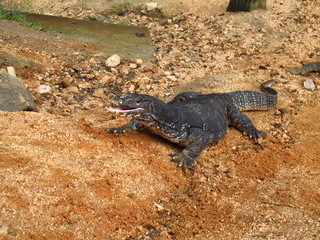 The varan in Polonnaruwa, Sri Lanka