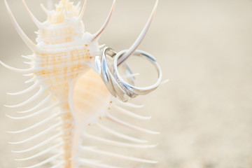 貝殻と指輪