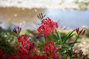 巾着田の曼珠沙華