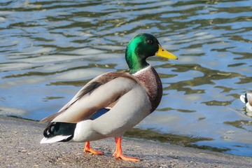Naklejka na ściany i meble Mallard duck on the lake
