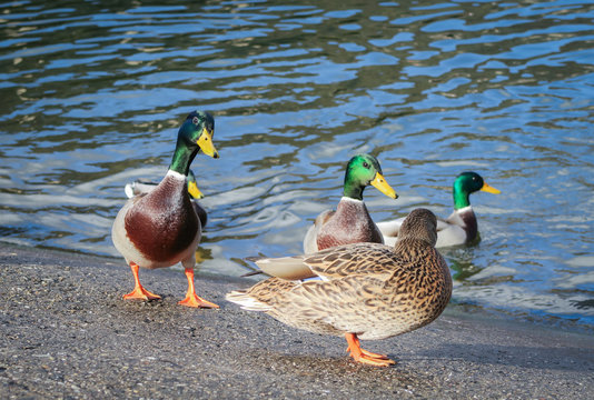 Mallard duck on the lake