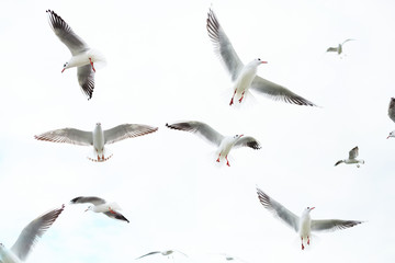 White seagulls fly in the sky on a white background