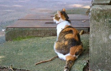 ねこ　みけねこ　秋　杤木