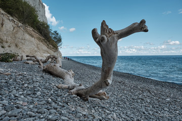 Nahaufnahme eines Baumstammes am Fuße der Kreidelsen der dänischen Ostsee