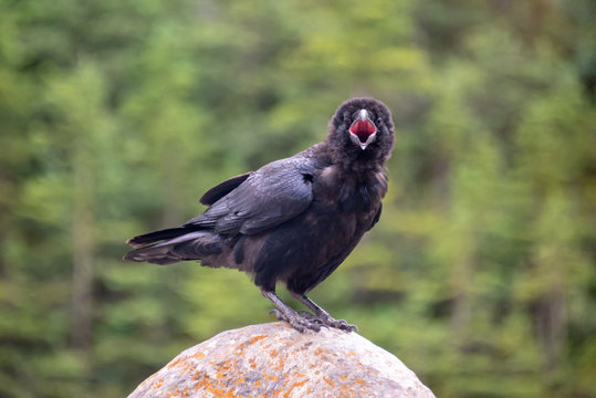 Close up of a common raven (Corvus corax) on a rock calling and looking at the camera, British Columbia, Canada