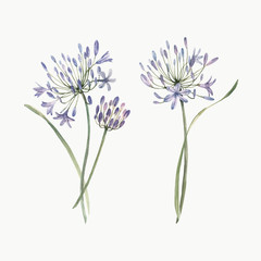 Watercolor allium flower vector illustration - obrazy, fototapety, plakaty