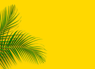 Green leaves of palm tree on yellow background. Tropical and coconut leaf.