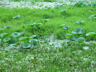 The lake in Polonnaruwa, Sri Lanka