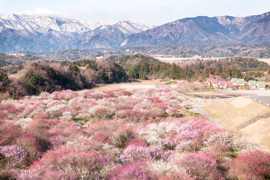 Inabe Images Browse 36 Stock Photos, Vectors, and Video Adobe Stock