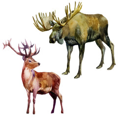 Watercolor illustration, set. Forest animals. Elk and deer.