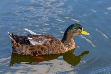 View of duck in a pond