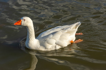 View of white duck in a pond