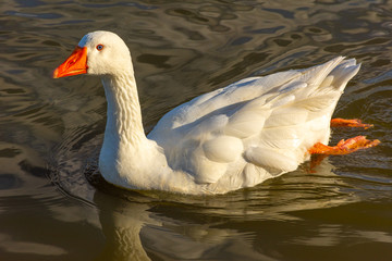 View of white duck in a pond