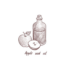 vector drawing apple seed oil