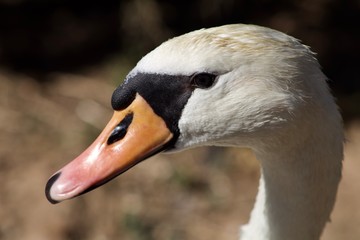 Fototapeta premium Goose Portrait Closeup