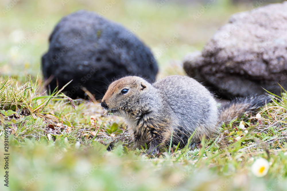 Canvas Prints cute wild gopher in the grass