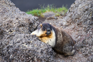 Wild marmot in its natural environment of mountains