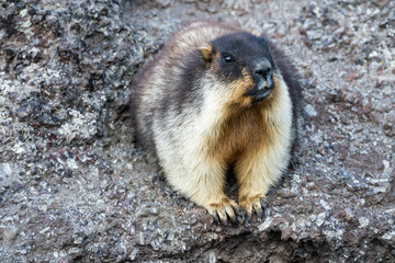 Wild marmot in its natural environment of mountains