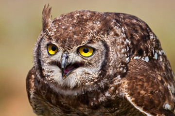 Spotted Eagle Owl 001
