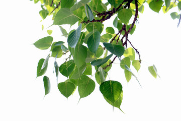 Green leaf texture on white background. tropical leaves with copy space.Tropical Plant in Thailand,environment,good air.photo concept nature and plant.