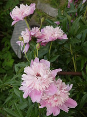 Цветок пион розовый