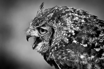 Spotted Eagle Owl 0013 mono