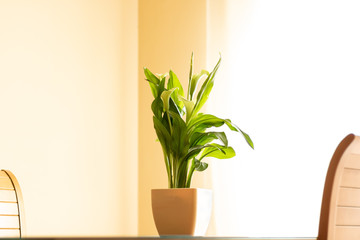 green plant in a pot