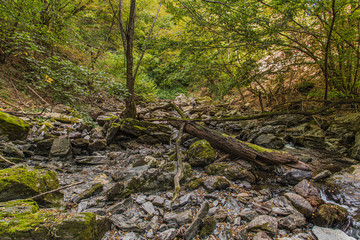 Fallen trees on the rocks in the forest in Balkan mountains
