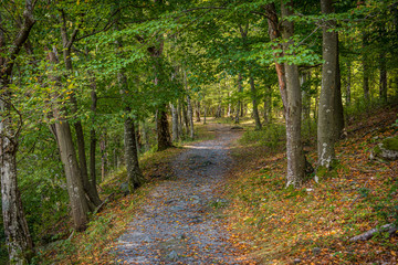Fototapeta premium Autumn path of leaves in the forest 