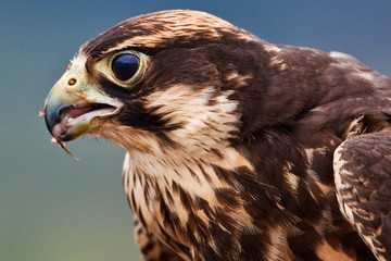 Lanner Falcon