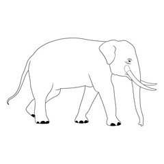 elephant Asia walking, graphics disign vector outline Illustration isolated on white background