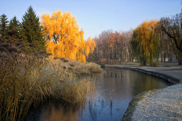 Weeping willow tree over the pond in autumn park. Sunny autumn day