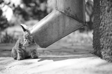 Tabby kitten stuck his head into the drainpipe, cat plays with a drain pipe